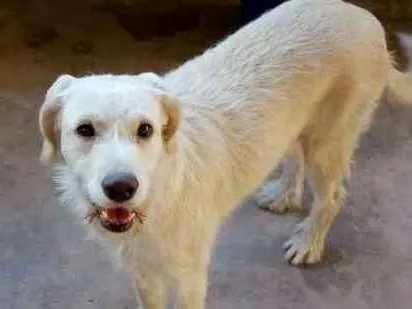 Cachorro ra a Srd  idade 2 anos nome Princesa