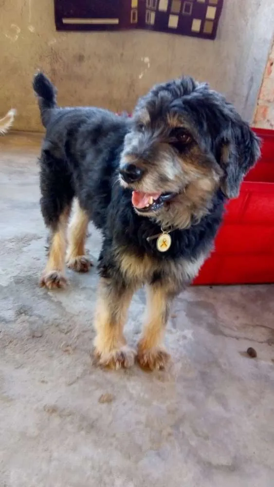 Cachorro ra a Srd idade 2 anos nome Bob