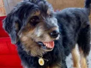 Cachorro raça Srd idade 2 anos nome Bob