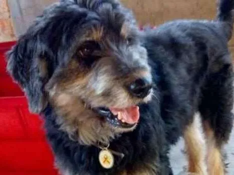 Cachorro ra a Srd idade 2 anos nome Bob