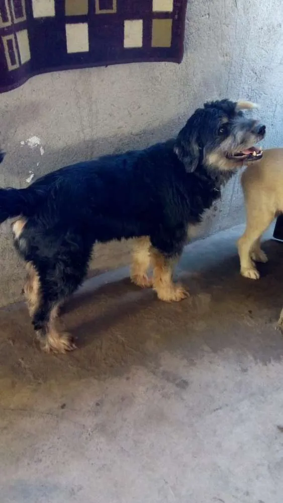 Cachorro ra a Srd idade 2 anos nome Bob