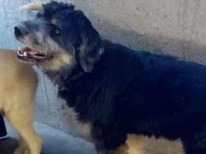Cachorro ra a Srd idade 2 anos nome Bob