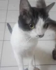 Neném e Wiz