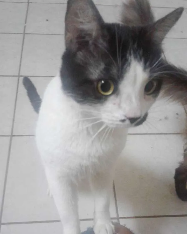 Gato ra a  idade  nome Neném e Wiz
