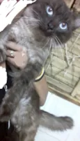 Neném e Wiz