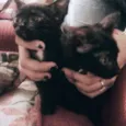 Neném e Wiz