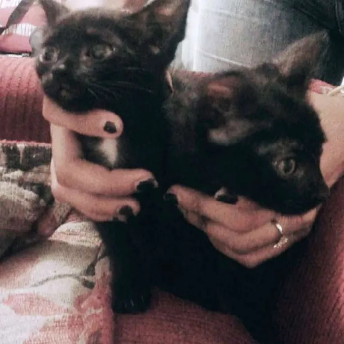 Gato ra a  idade  nome Neném e Wiz