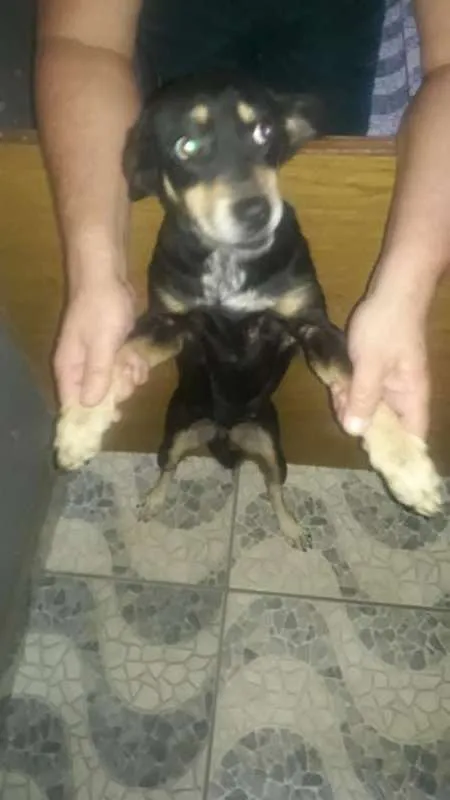 Cachorro ra a fox paulistinha idade 7 a 11 meses nome Lola