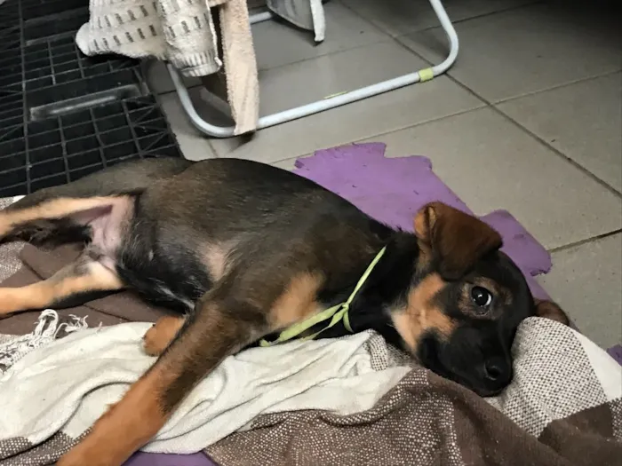 Cachorro ra a  idade 2 a 6 meses nome jubileu