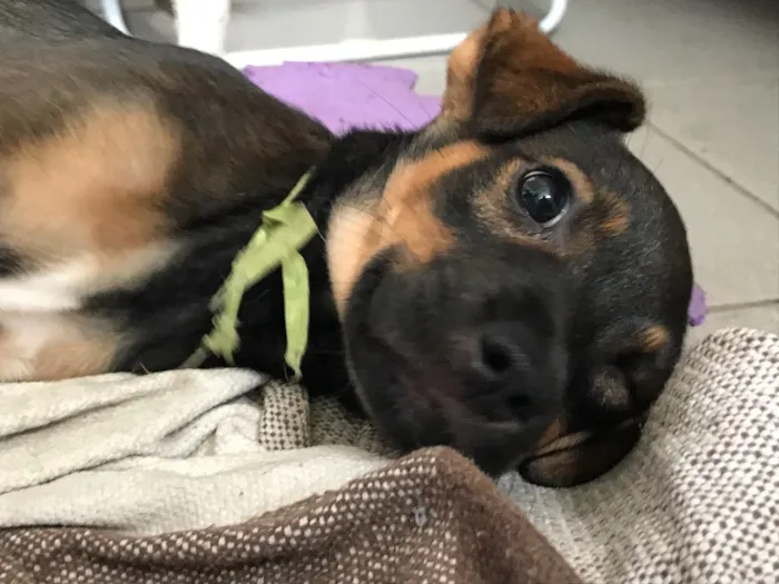 Cachorro ra a  idade 2 a 6 meses nome jubileu