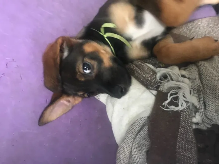 Cachorro ra a  idade 2 a 6 meses nome jubileu