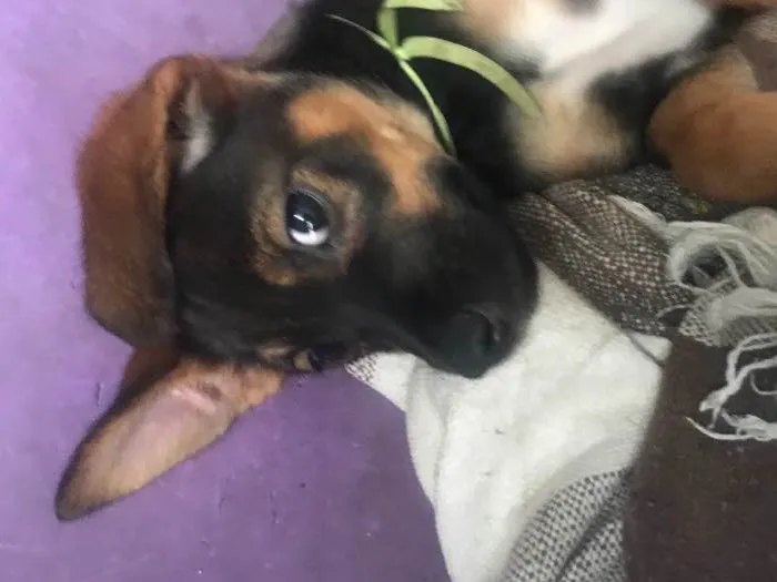 Cachorro ra a  idade 2 a 6 meses nome jubileu