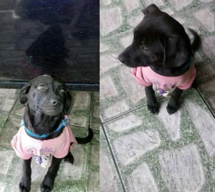 Cachorro ra a SRD idade 7 a 11 meses nome Luna