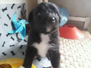 Cachorro raça  idade Abaixo de 2 meses nome jk