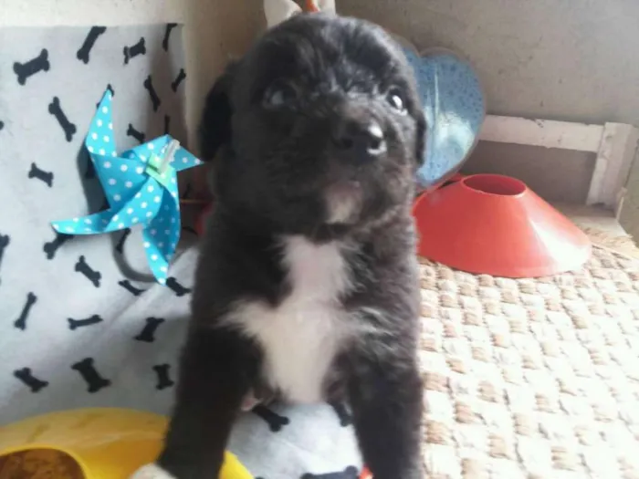 Cachorro ra a  idade Abaixo de 2 meses nome jk