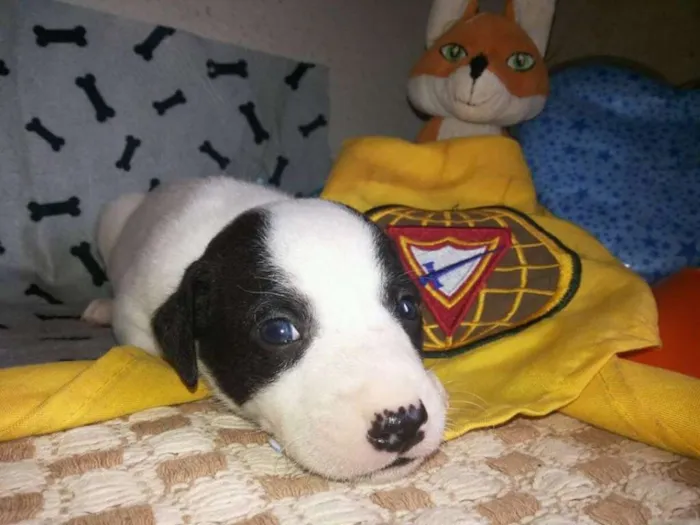 Cachorro ra a  idade Abaixo de 2 meses nome jk