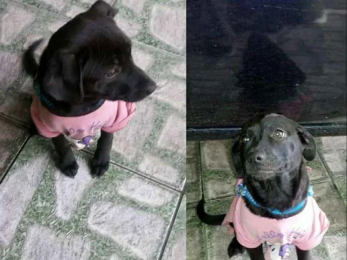 Cachorro ra a SRD idade 7 a 11 meses nome Luna