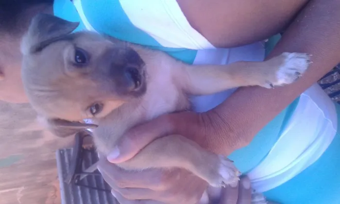 Cachorro ra a mista idade Abaixo de 2 meses nome nao tem