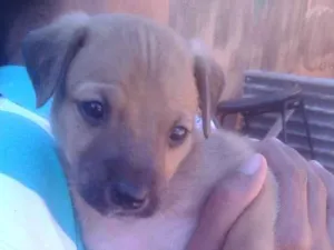 Cachorro raça mista idade Abaixo de 2 meses nome nao tem