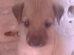 Cachorro raça mista idade Abaixo de 2 meses nome nao tem