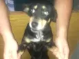 Lola