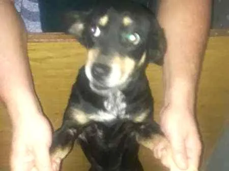Cachorro ra a fox paulistinha idade 7 a 11 meses nome Lola