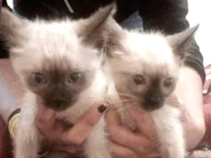 Gato raça  idade  nome Neném e Wiz
