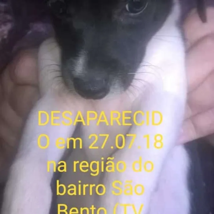 Cachorro ra a Srs (tipo paulistinha) idade 2 a 6 meses nome Sem vergonha