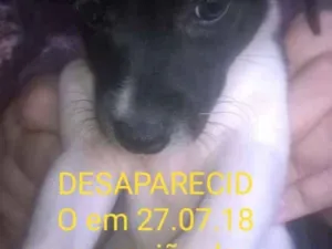 Cachorro raça Srs (tipo paulistinha) idade 2 a 6 meses nome Sem vergonha