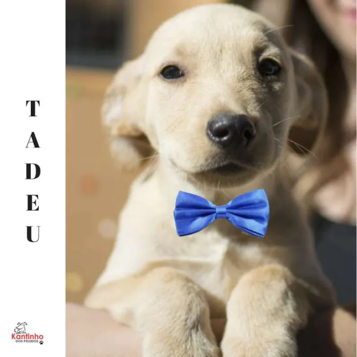 Cachorro ra a  idade 2 a 6 meses nome Tadeu Filhotinho