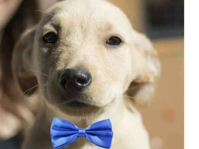 Cachorro ra a  idade 2 a 6 meses nome Tadeu Filhotinho
