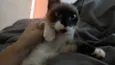 Kevi