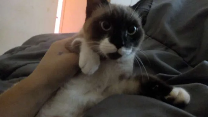 Gato ra a Srd idade 2 a 6 meses nome Kevi