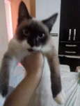 Kevi