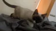 Kevi