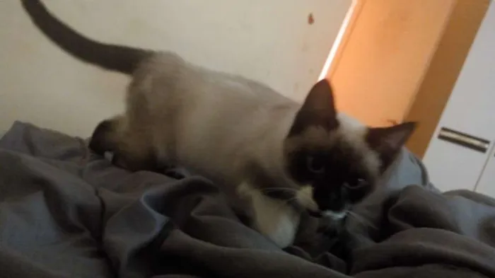 Gato ra a Srd idade 2 a 6 meses nome Kevi