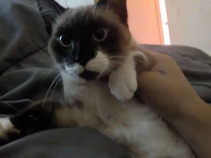 Gato ra a Srd idade 2 a 6 meses nome Kevi