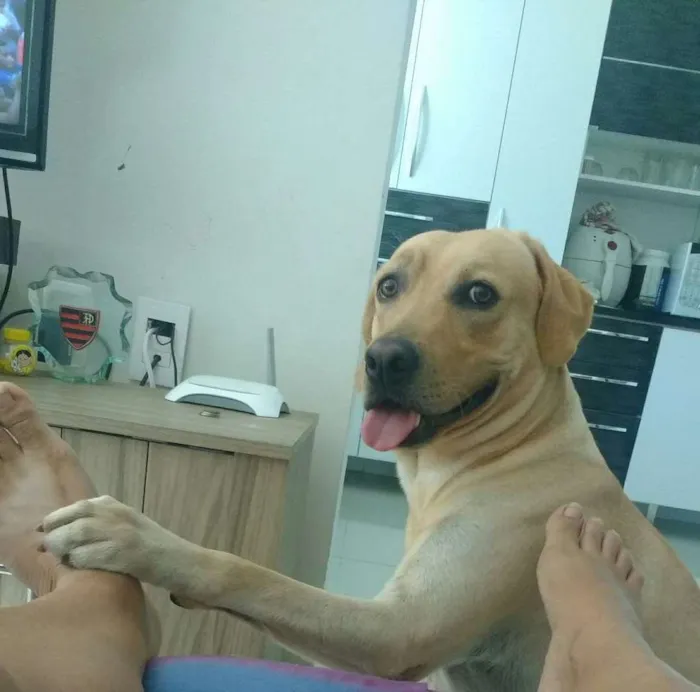 Cachorro ra a Labrador idade 2 anos nome Billy