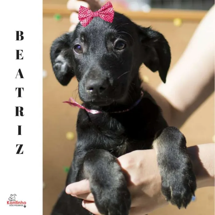 Cachorro ra a  idade 2 a 6 meses nome Beatriz Filhotinha