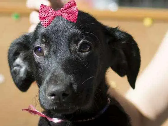 Cachorro ra a  idade 2 a 6 meses nome Beatriz Filhotinha