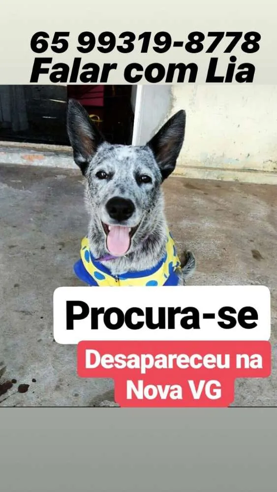 Cachorro ra a Burriler idade 2 a 6 meses nome Medusa