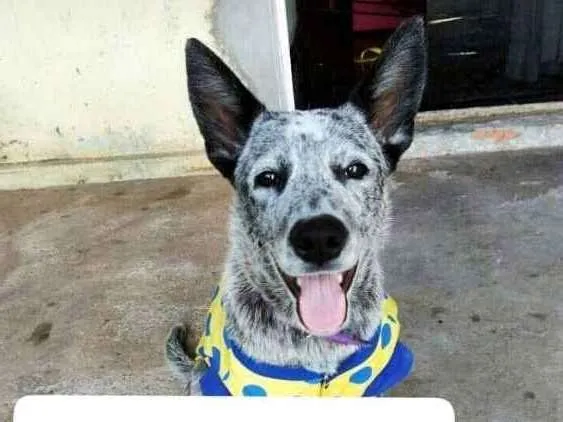 Cachorro ra a Burriler idade 2 a 6 meses nome Medusa