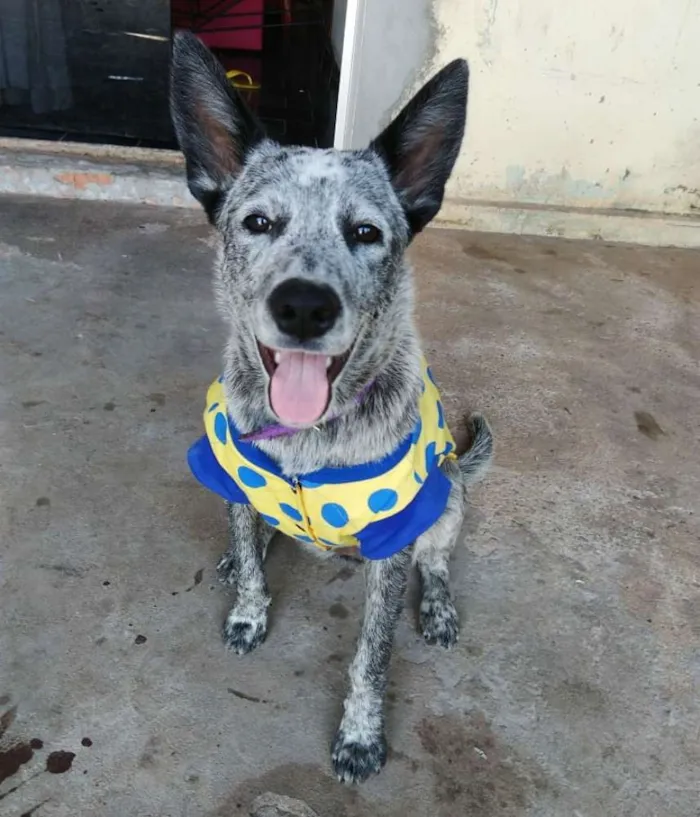 Cachorro ra a Burriler idade 2 a 6 meses nome Medusa