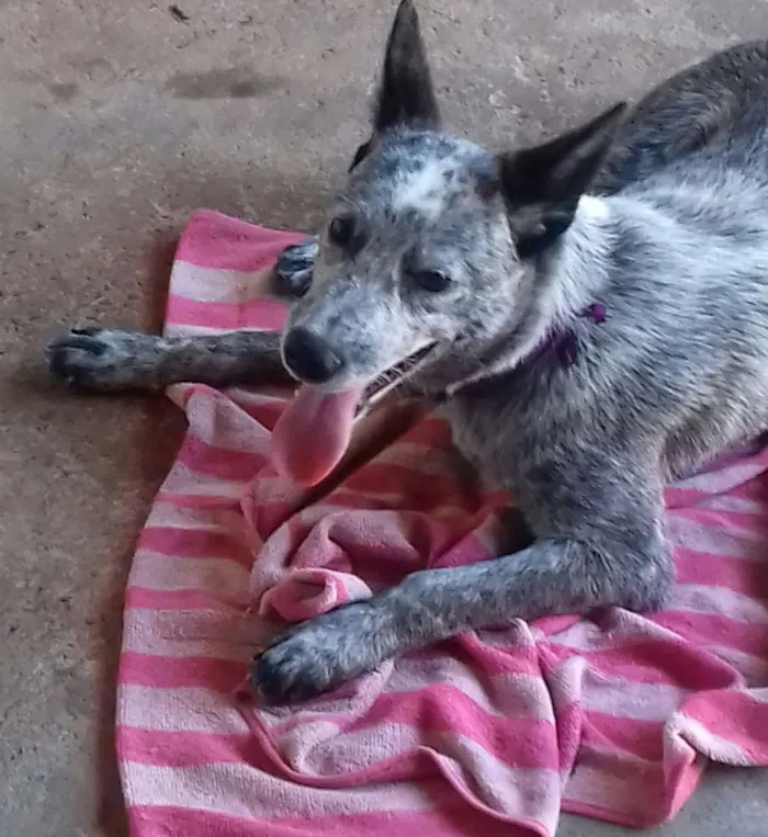 Cachorro ra a Burriler idade 2 a 6 meses nome Medusa