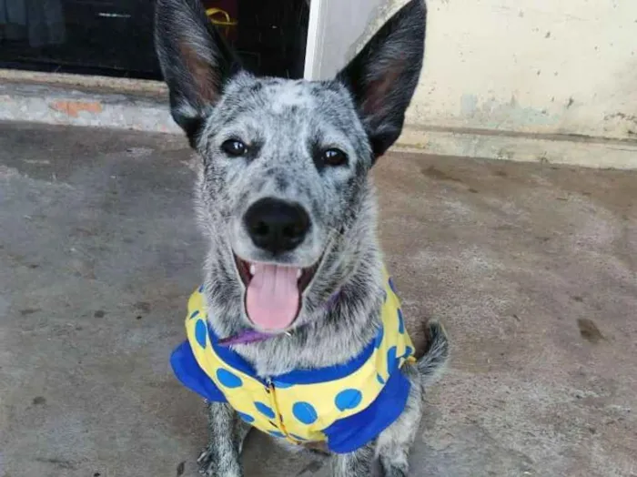 Cachorro ra a Burriler idade 2 a 6 meses nome Medusa