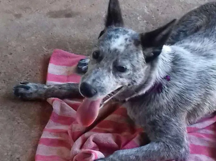 Cachorro ra a Burriler idade 2 a 6 meses nome Medusa