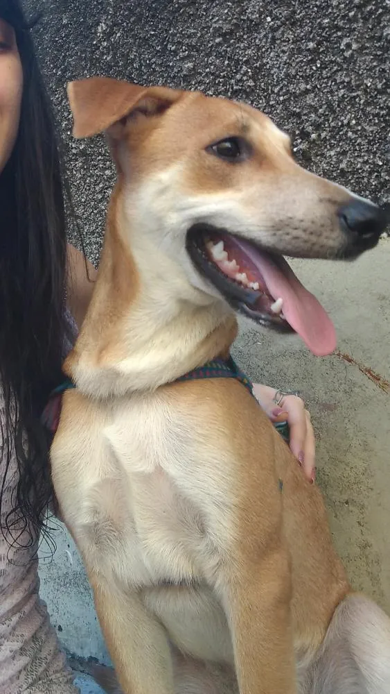 Cachorro raça Sem Raça Definida  idade 2 a 6 meses nome Sheldon