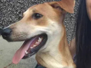 Cachorro raça Sem Raça Definida  idade 2 a 6 meses nome Sheldon