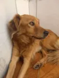 Bolinha