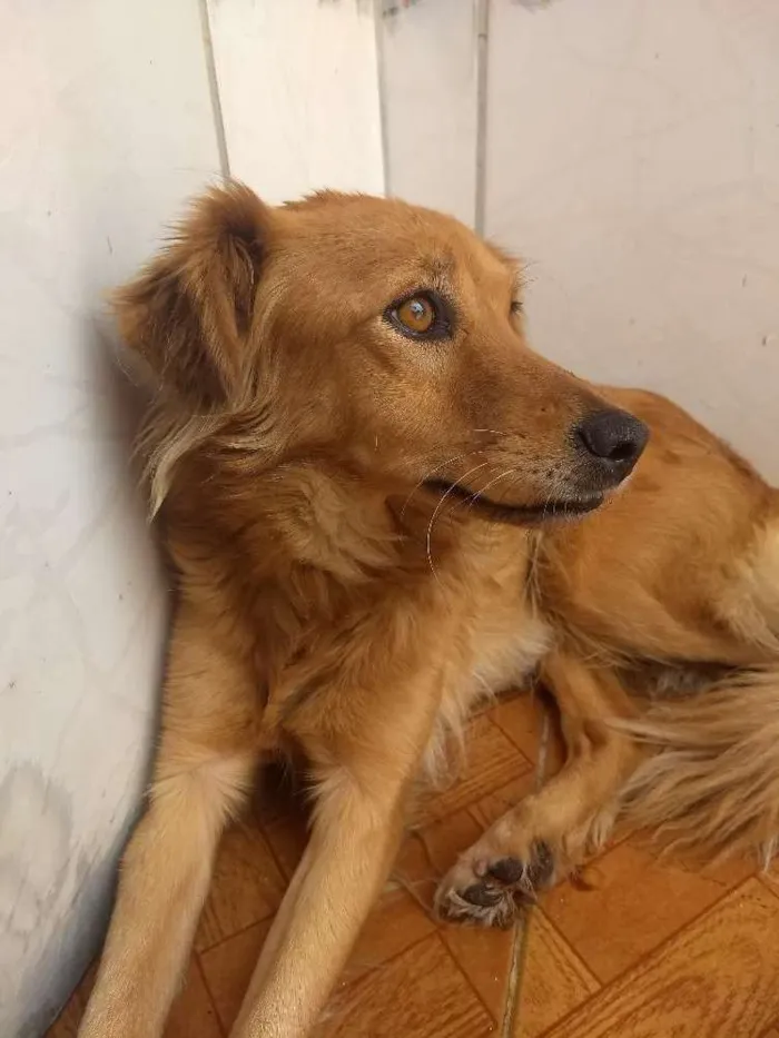 Cachorro raça Vira lata idade 6 ou mais anos nome Bolinha